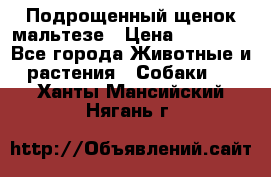 Подрощенный щенок мальтезе › Цена ­ 15 000 - Все города Животные и растения » Собаки   . Ханты-Мансийский,Нягань г.